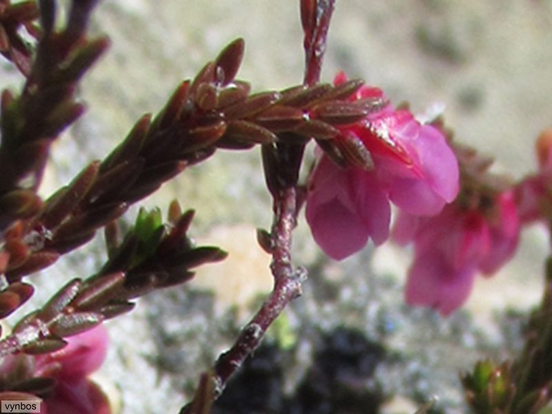 Erica rimarum, photographed by Chris Vynbos
