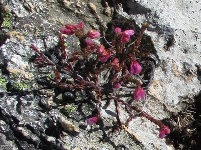 Erica rimarum, photographed by Chris Vynbos