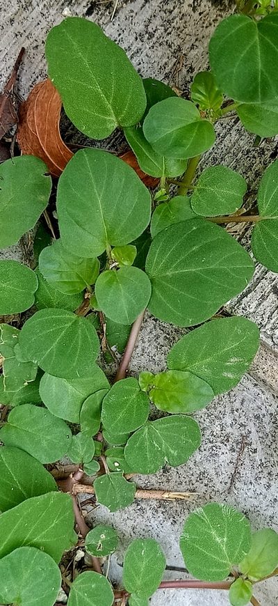 Boerhavia repens, photographed by Ong Jyh Seng