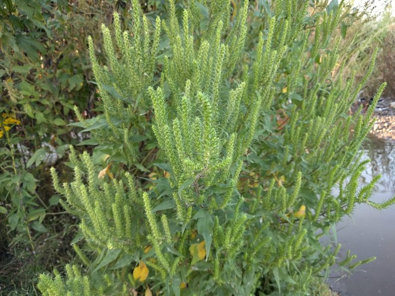 Ambrosia bidentata, photographed by Irvin Louque