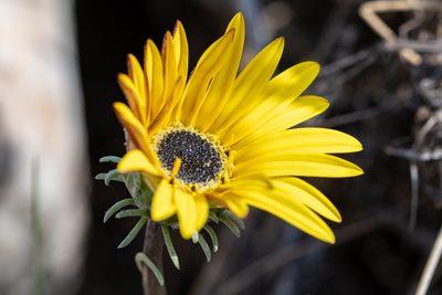 Arctotis lanceolata, photographed by magriet b