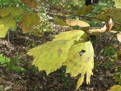 Corylus heterophylla, photographed by Repina Tatyana