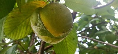 Dillenia indica, photographed by Ong Jyh Seng