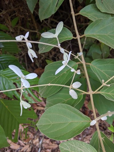 Congea tomentosa, photographed by Cheng-Te Hsu