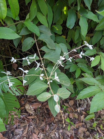 Congea tomentosa, photographed by Cheng-Te Hsu