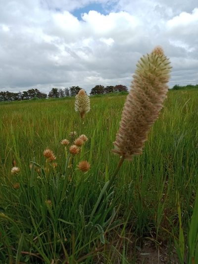 Ptilotus macrocephalus, photographed by Nina Kerr