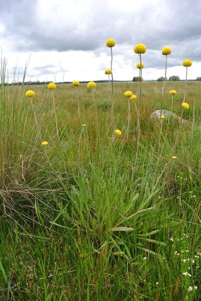 Craspedia paludicola, photographed by Nina Kerr