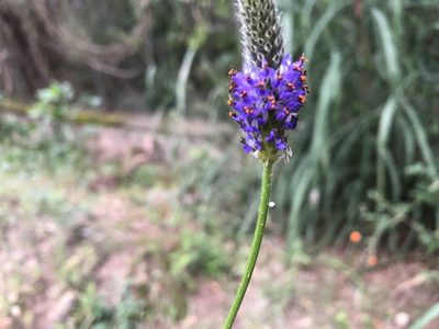 Dalea leporina, photographed by Luis F. Ramírez