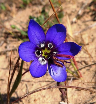 Geissorhiza splendidissima, photographed by linkie