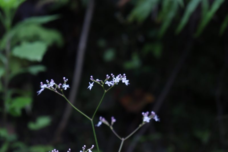 Valeriana urticifolia, photographed by alejandrozab