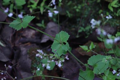 Valeriana urticifolia, photographed by alejandrozab