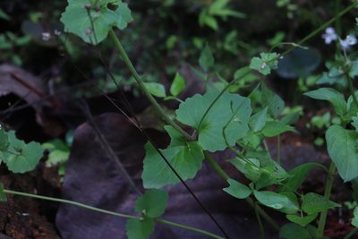 Valeriana urticifolia, photographed by alejandrozab