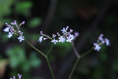Valeriana urticifolia, photographed by alejandrozab
