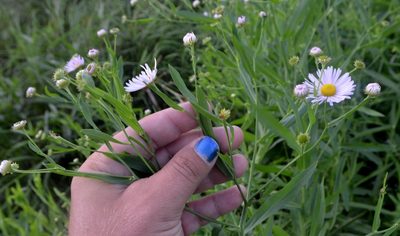 Boltonia decurrens, photographed by Evan Barker
