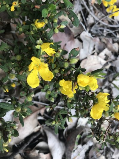Hibbertia pilosa, photographed by Ann Bentley