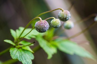 Eriocapitella japonica, photographed by Melissa McMasters