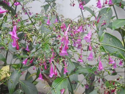 Strobilanthes hamiltoniana, photographed by Manoj Karingamadathil