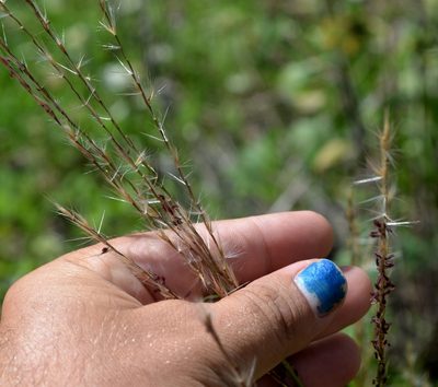 Miscanthus sacchariflorus, photographed by Evan Barker