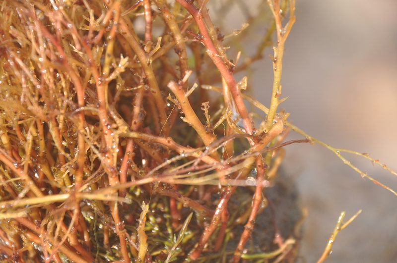 Inversodicraea warmingiana, photographed by Octávio Mateus