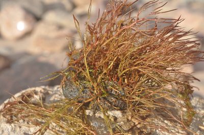 Inversodicraea warmingiana, photographed by Octávio Mateus