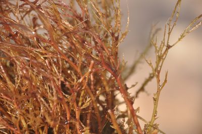 Inversodicraea warmingiana, photographed by Octávio Mateus