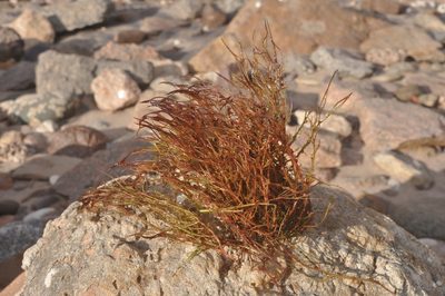 Inversodicraea warmingiana, photographed by Octávio Mateus