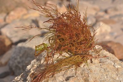 Inversodicraea warmingiana, photographed by Octávio Mateus