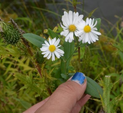 Boltonia asteroides, photographed by Evan Barker