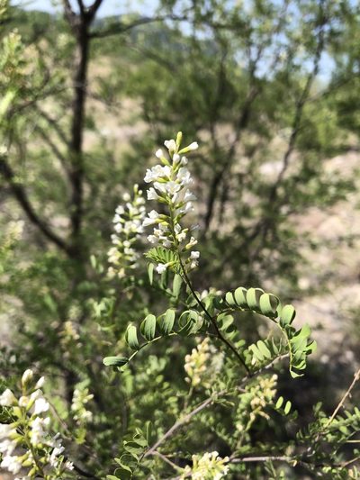 Eysenhardtia orthocarpa, photographed by Enrique Martínez Núñez