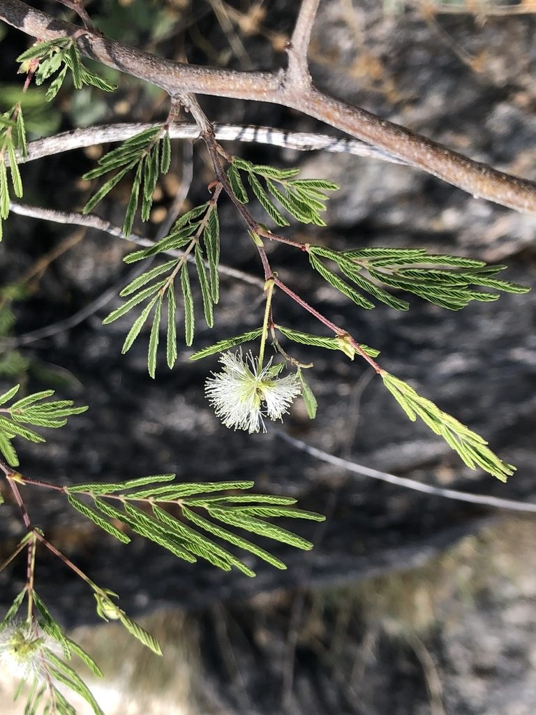 Lysiloma watsonii, photographed by Enrique Martínez Núñez