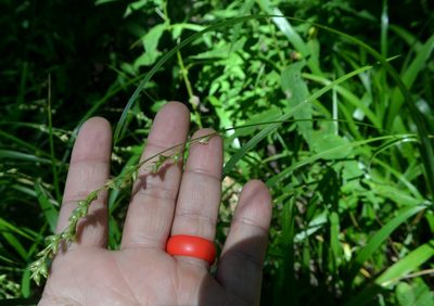 Diarrhena obovata, photographed by Evan Barker