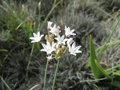 Allium longifolium, photographed by Leticia Jiménez Hernández