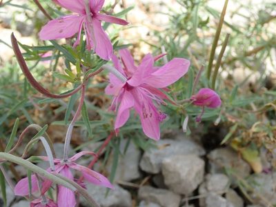 Epilobium dodonaei, photographed by Benoit NABHOLZ