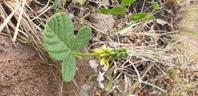 Eriosema zuluense, photographed by Aaliyah Motala