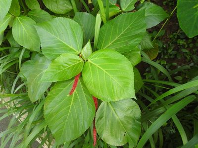 Acalypha hispida, photographed by Manoj Karingamadathil
