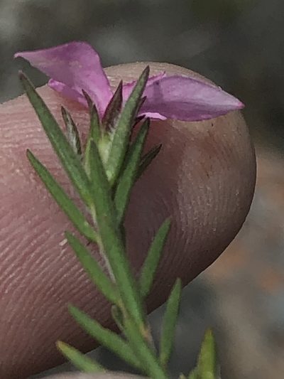 Acmadenia trigona, photographed by Dave U