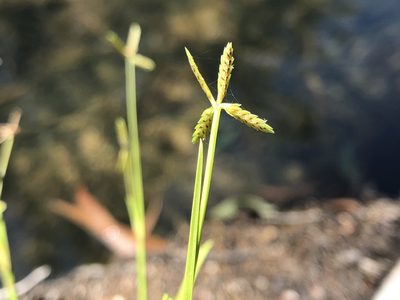Cyperus aquatilis, photographed by elawrey