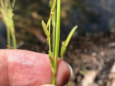 Cyperus aquatilis, photographed by elawrey