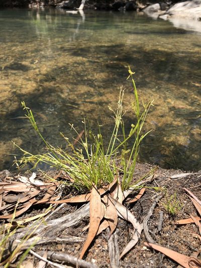 Cyperus aquatilis, photographed by elawrey