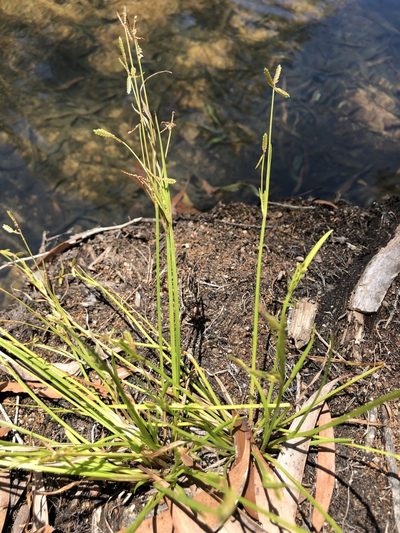 Cyperus aquatilis, photographed by elawrey