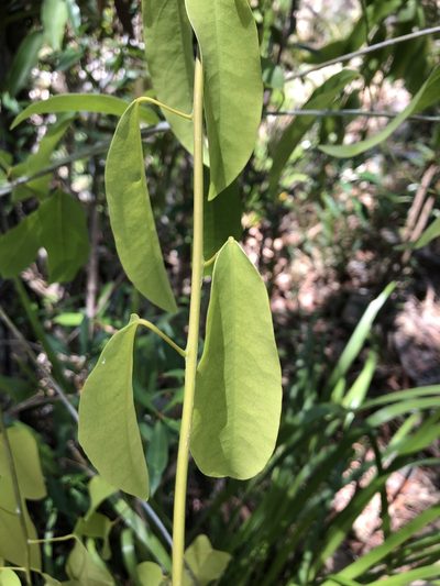 Hypserpa laurina, photographed by elawrey