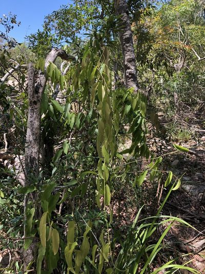 Hypserpa laurina, photographed by elawrey