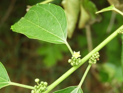 Colubrina triflora, photographed by Francisco Farriols Sarabia