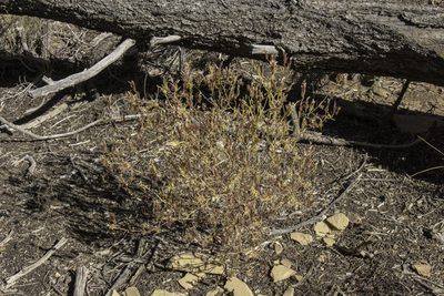 Cordylanthus wrightii, photographed by Craig Martin