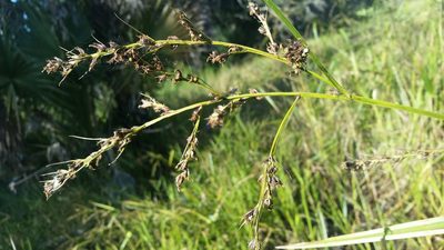 Scleria lacustris, photographed by Jay Horn