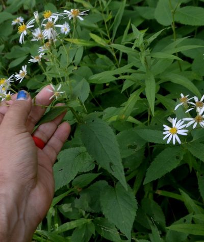Eurybia furcata, photographed by Evan Barker