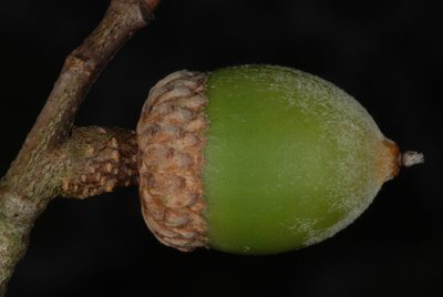 Quercus inopina, photographed by Douglas Goldman