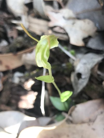 Pterostylis erubescens, photographed by Ann Bentley
