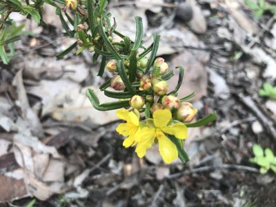 Hibbertia racemosa, photographed by Ann Bentley