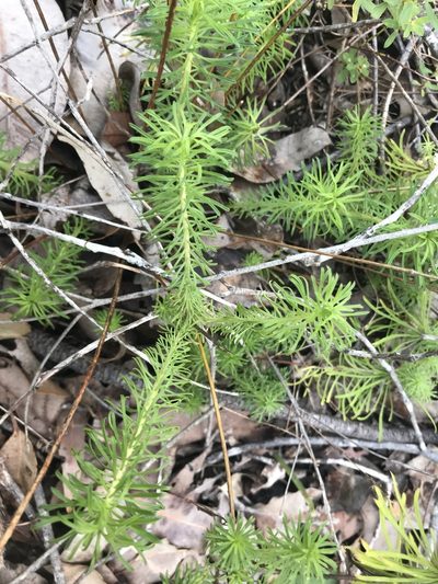 Stylidium adnatum, photographed by Ann Bentley
